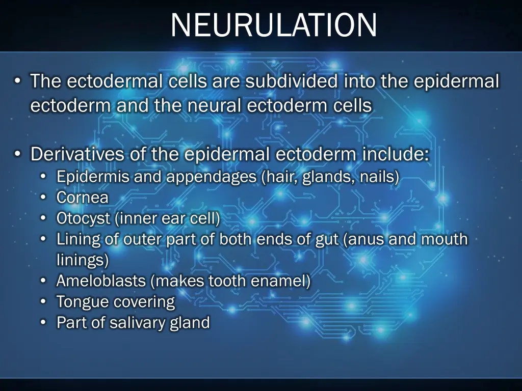 neurulation 4