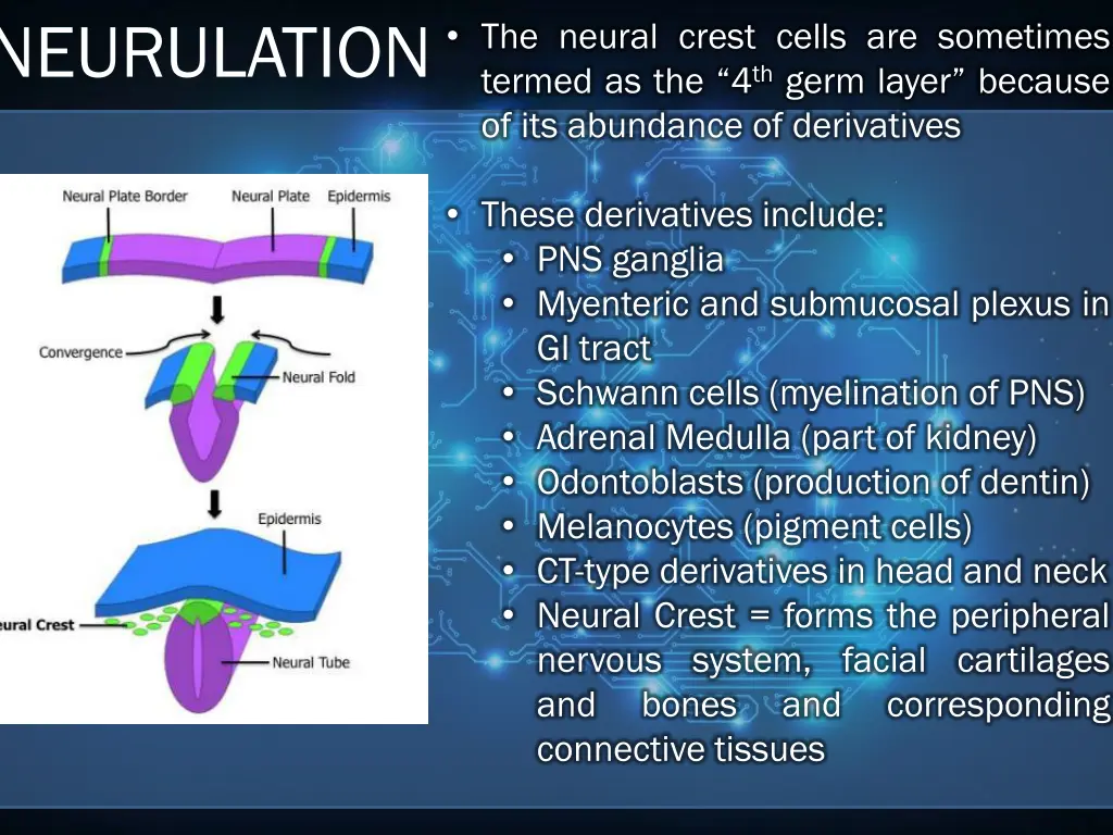 neurulation the neural crest cells are sometimes