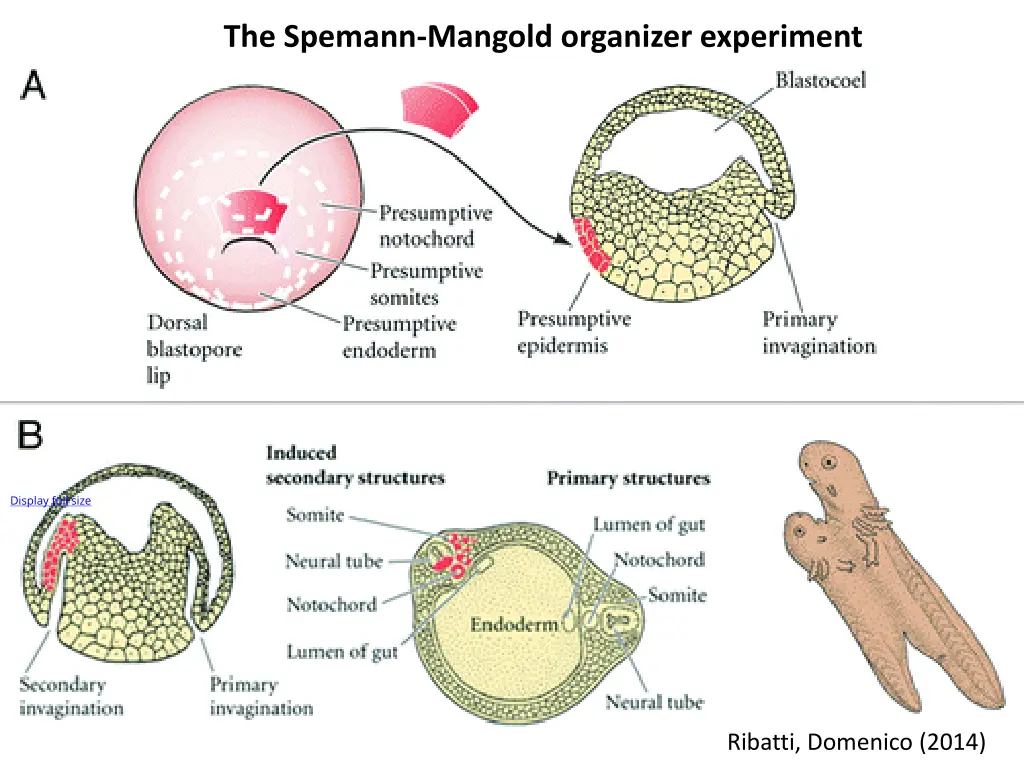 the spemann mangold organizer experiment