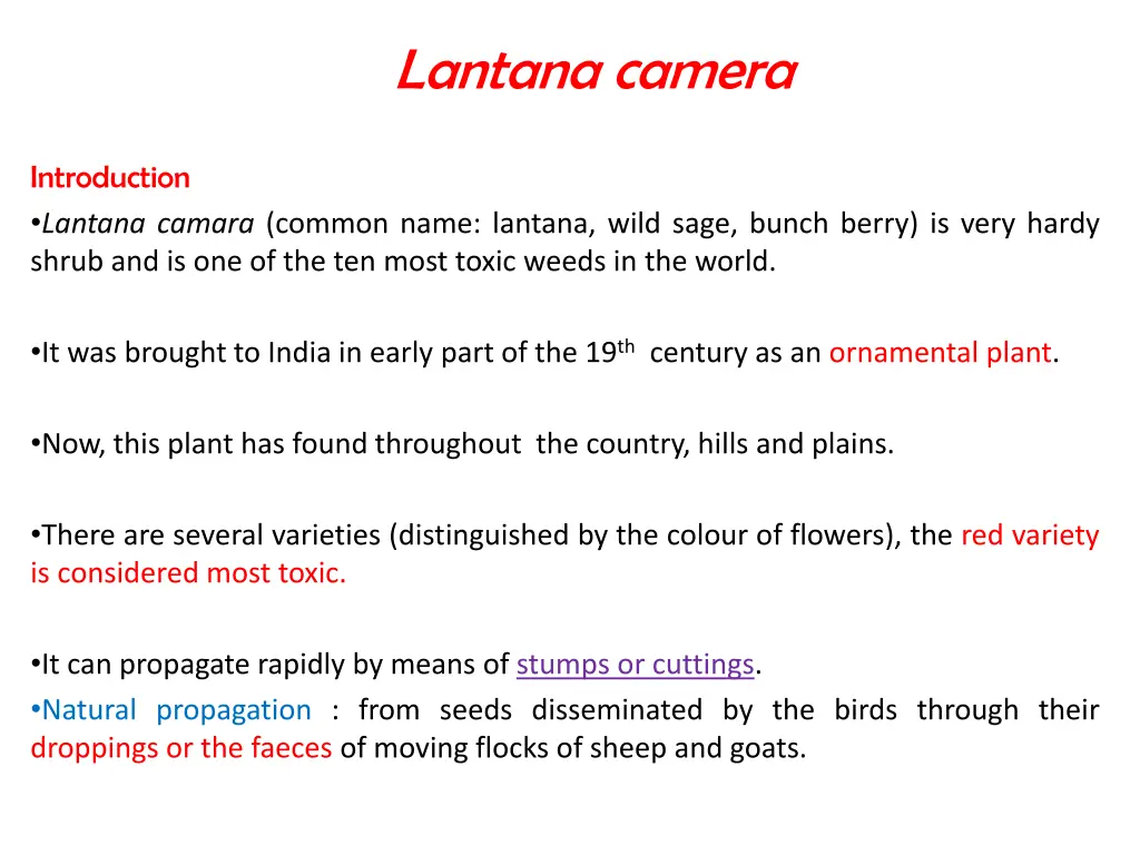 lantana camera