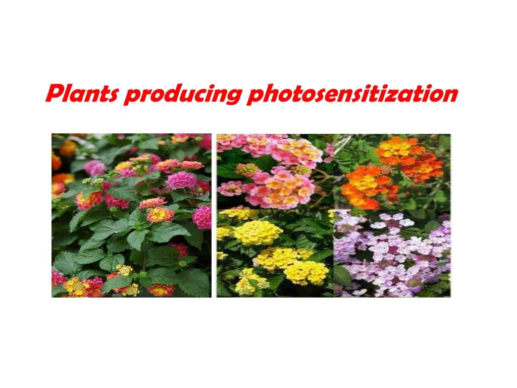 plants producing photosensitization