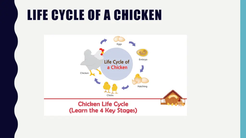 life cycle of a chicken 1