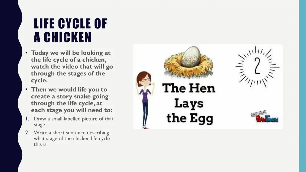 life cycle of a chicken