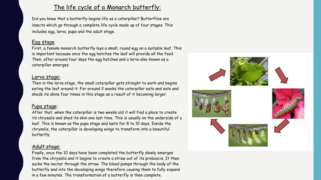 the life cycle of a monarch butterfly