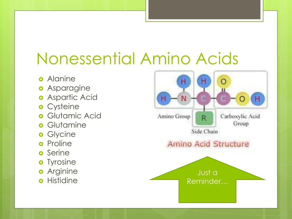 nonessential amino acids