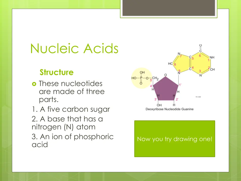 nucleic acids