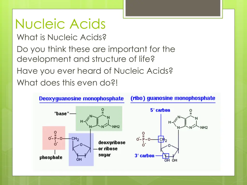 nucleic acids what is nucleic acids do you think