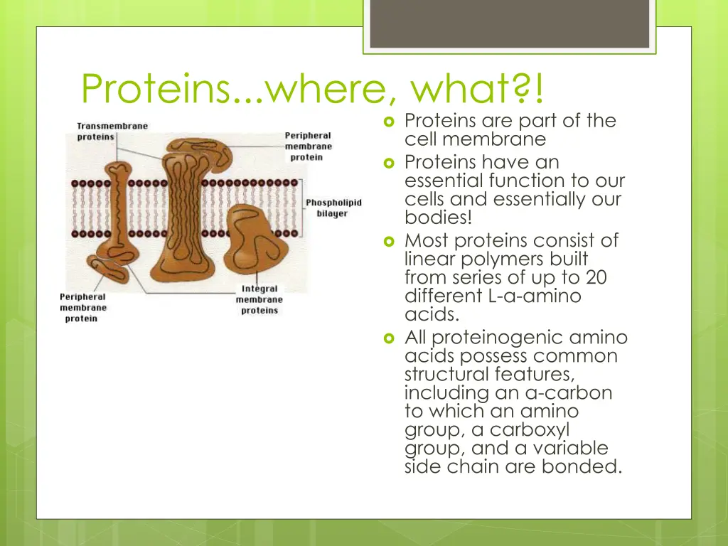 proteins where what