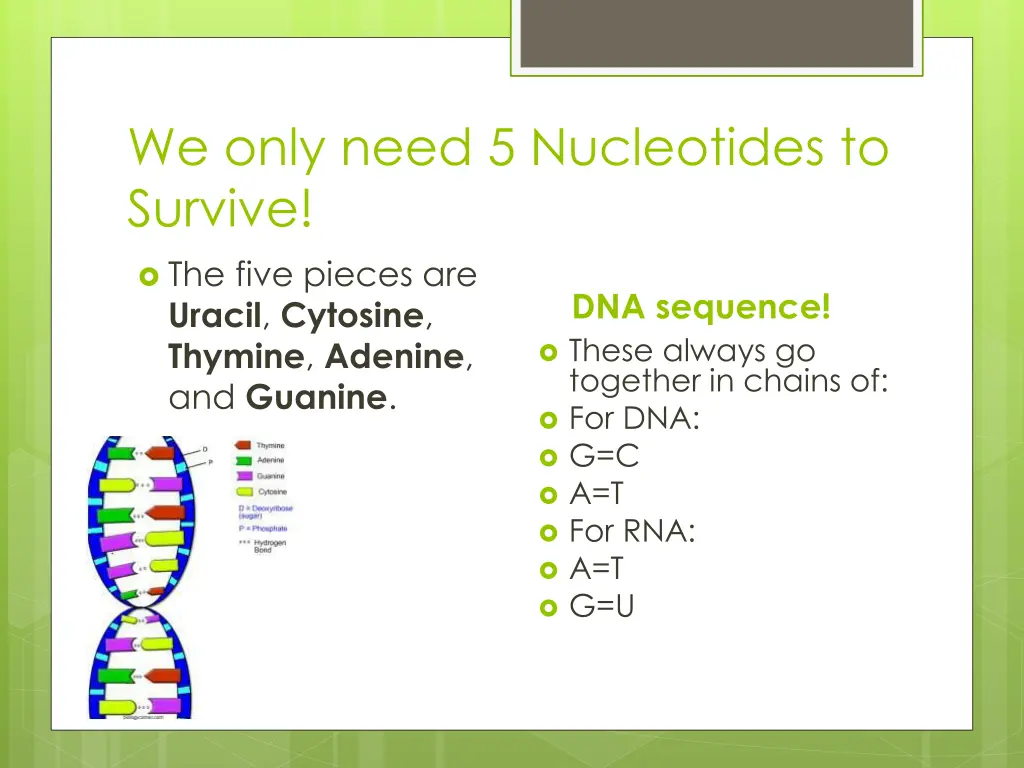 we only need 5 nucleotides to survive