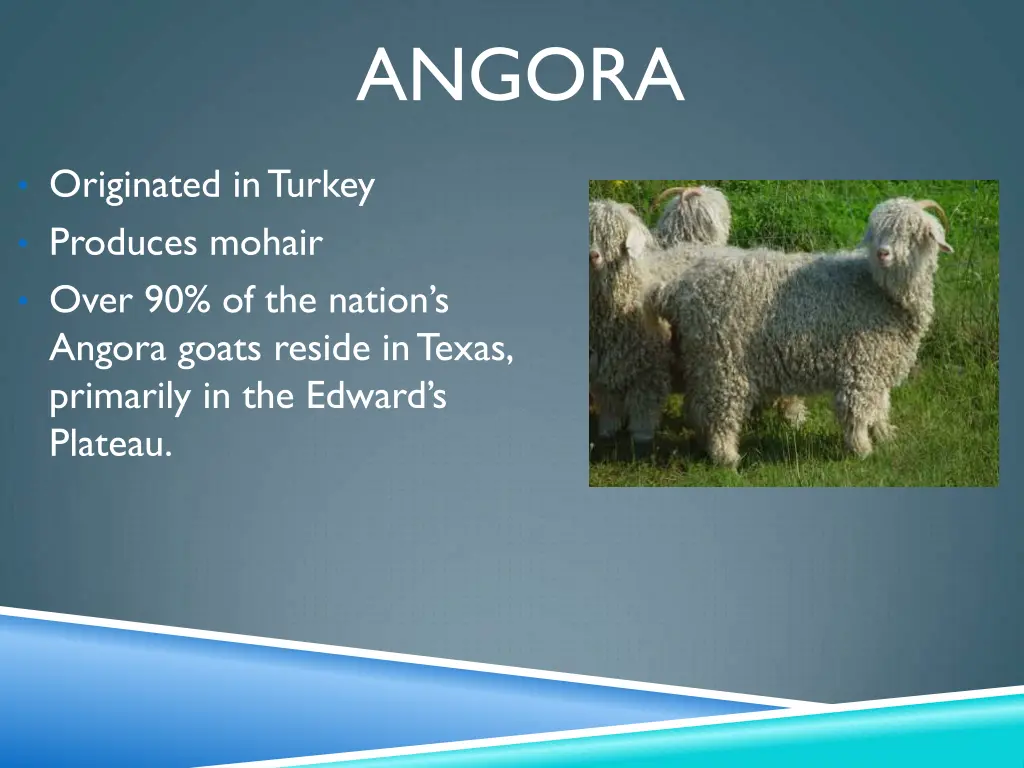 angora