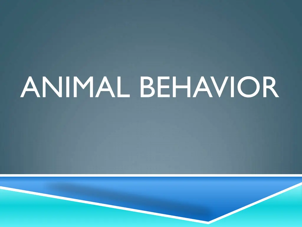 animal behavior