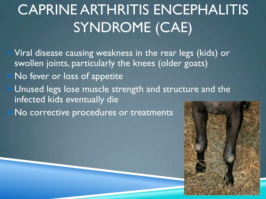 caprine arthritis encephalitis syndrome cae