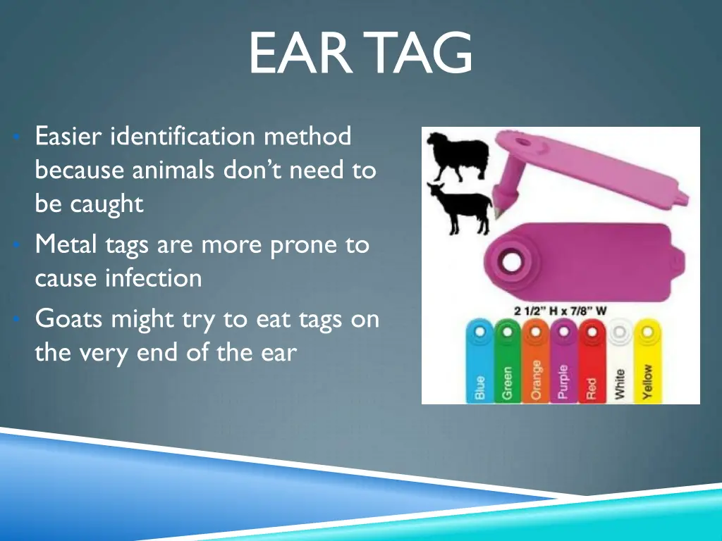 ear tag