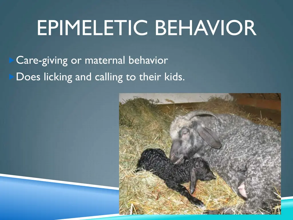 epimeletic behavior