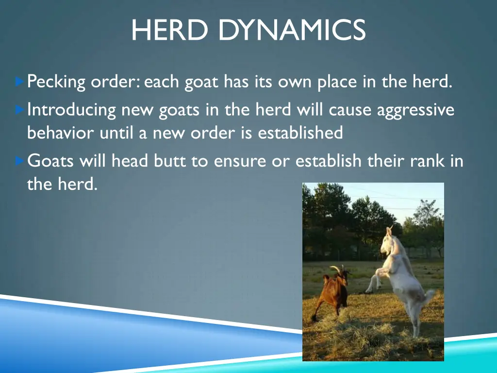 herd dynamics