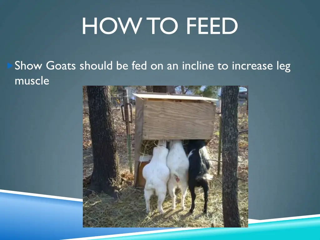 how to feed