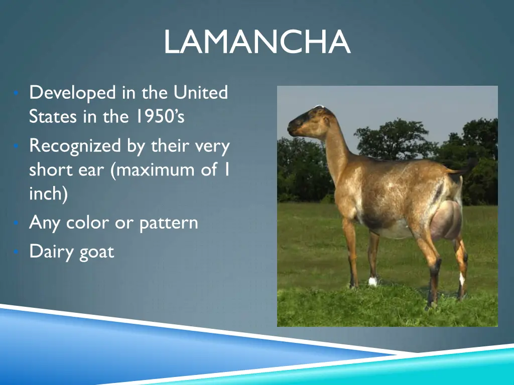 lamancha