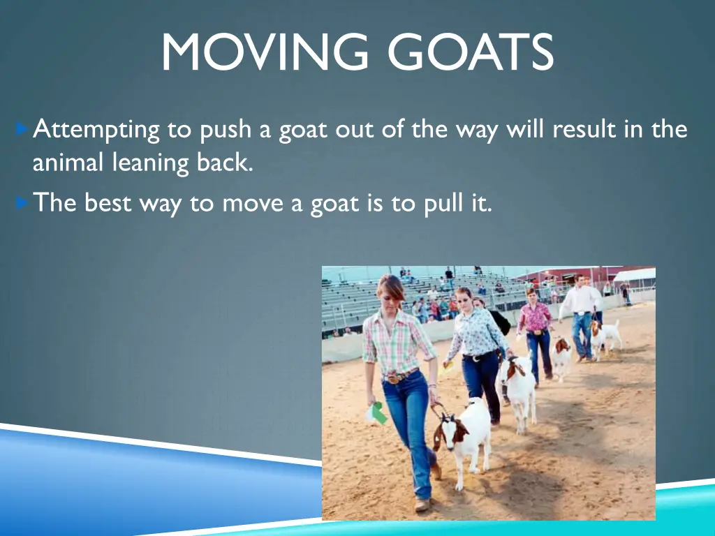 moving goats