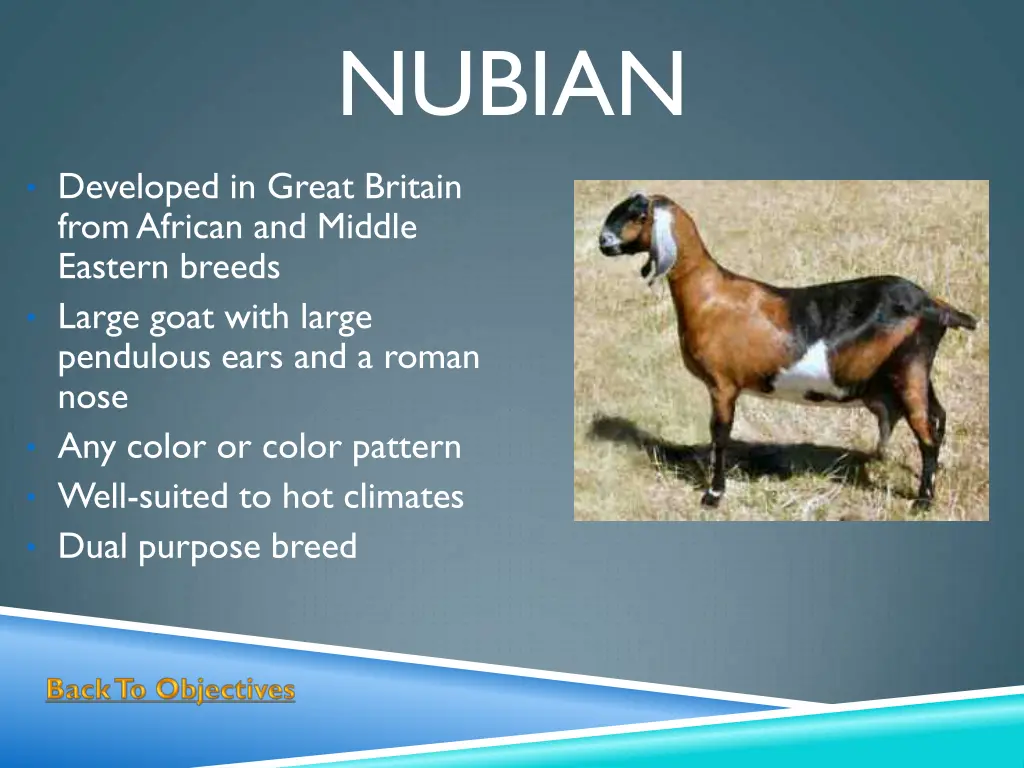 nubian