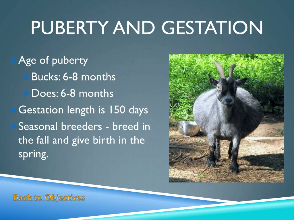 puberty and gestation