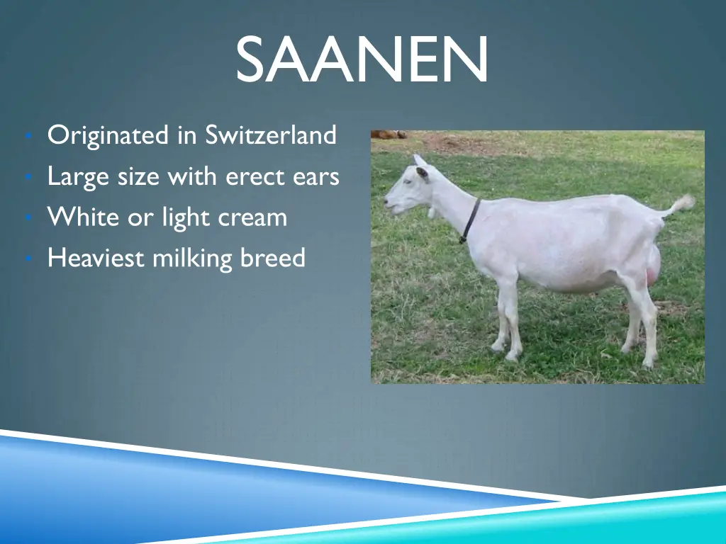 saanen