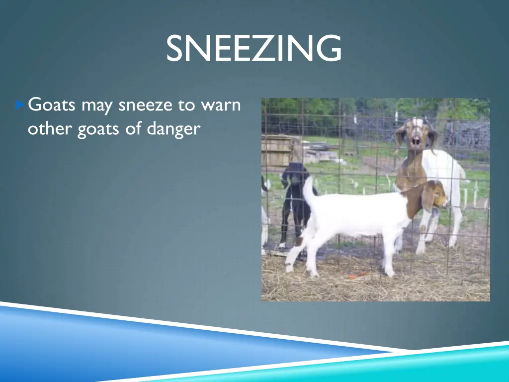 sneezing