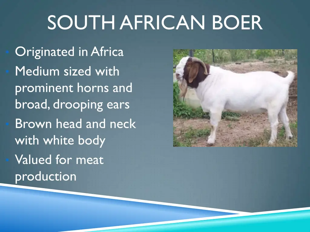 south african boer