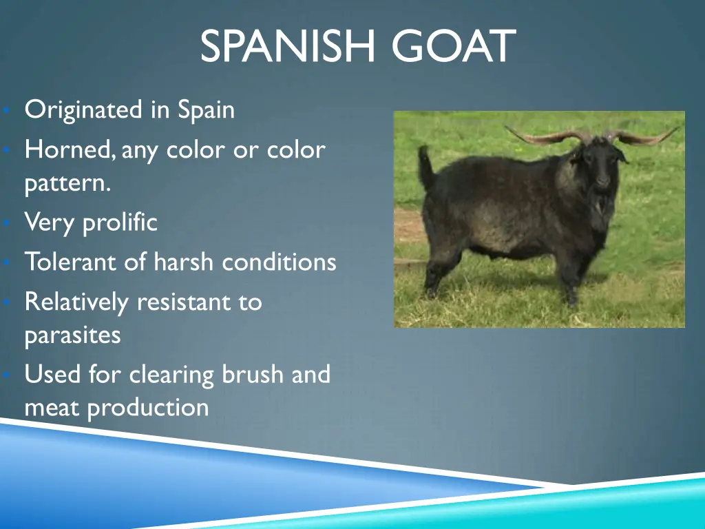 spanish goat