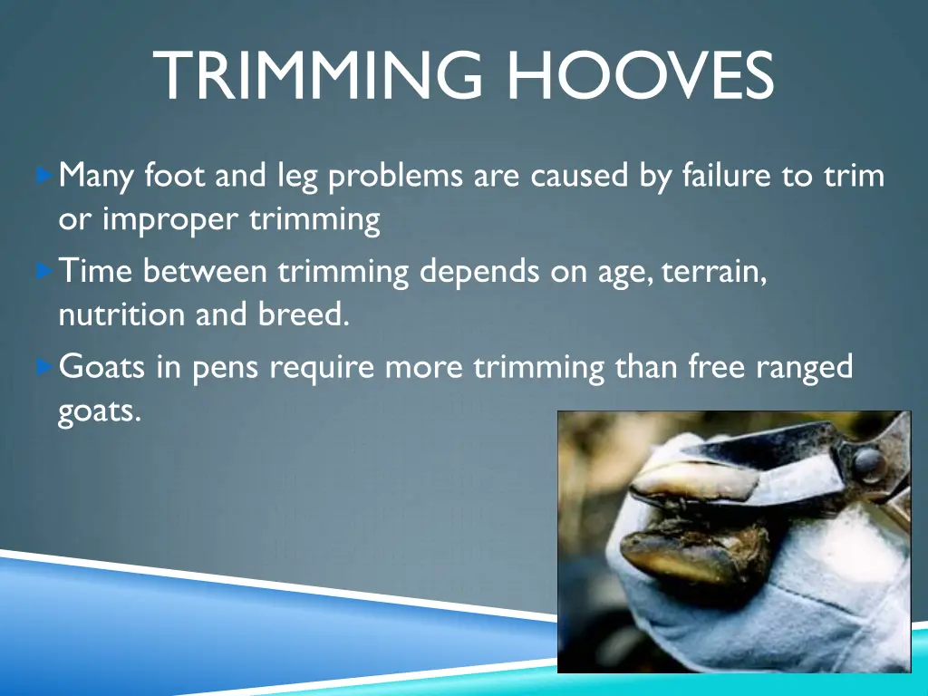 trimming hooves