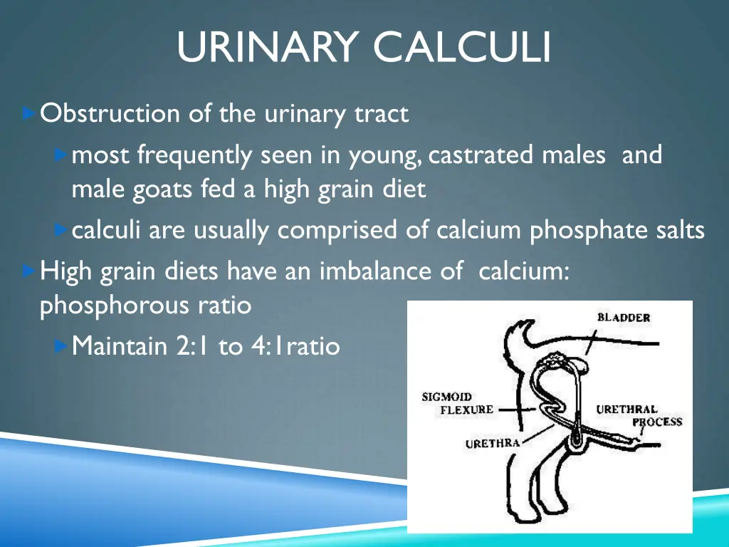 urinary calculi