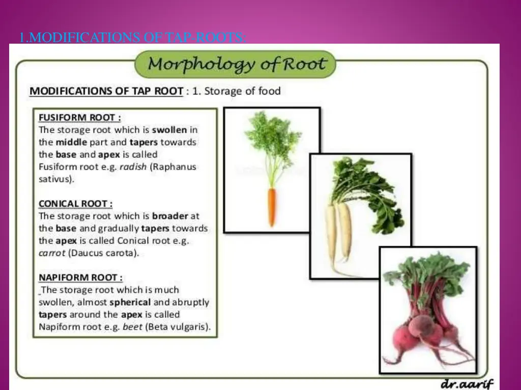 1 modifications oftap roots