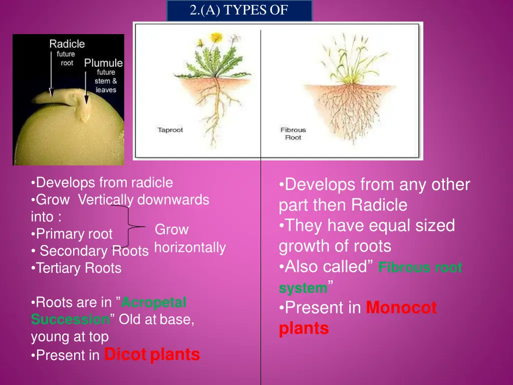 2 a typesof roots taproots