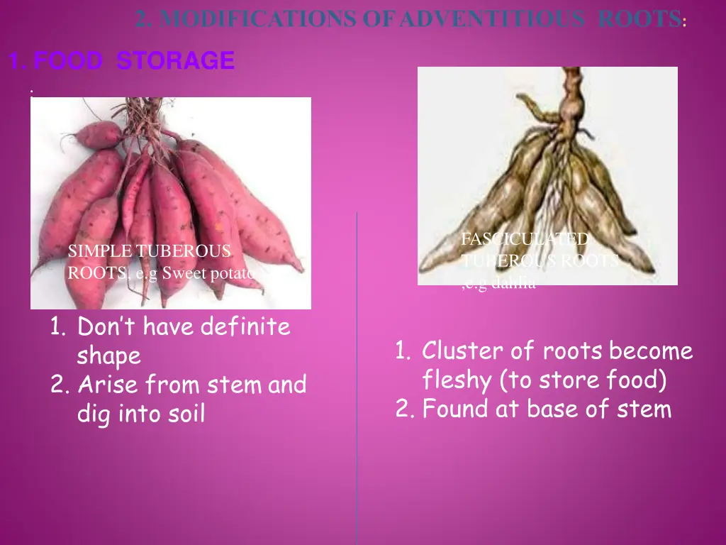 2 modifications ofadventitious roots