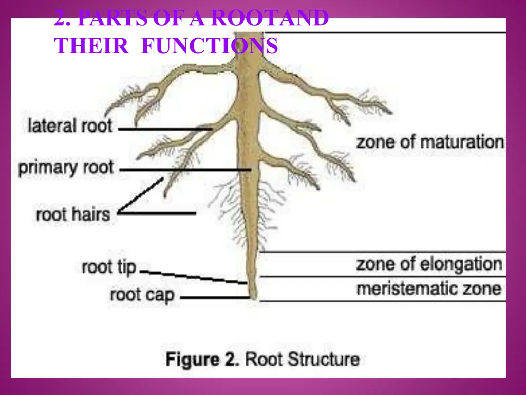 2 parts of a rootand their functions