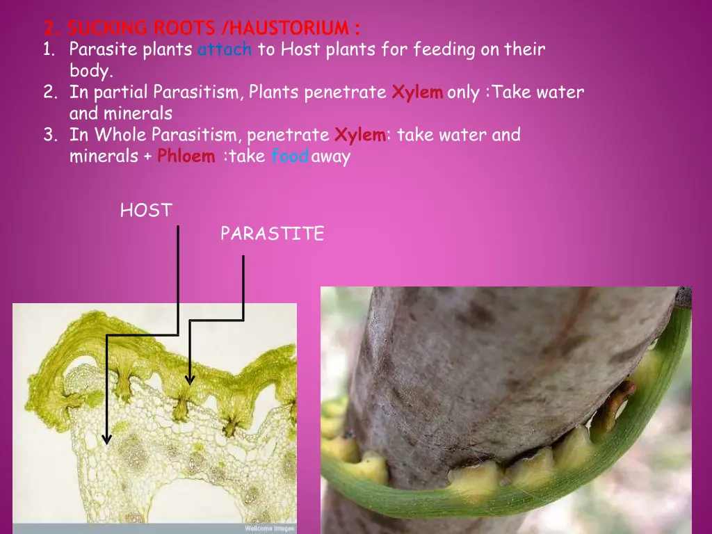 2 sucking roots haustorium 1 parasite plants