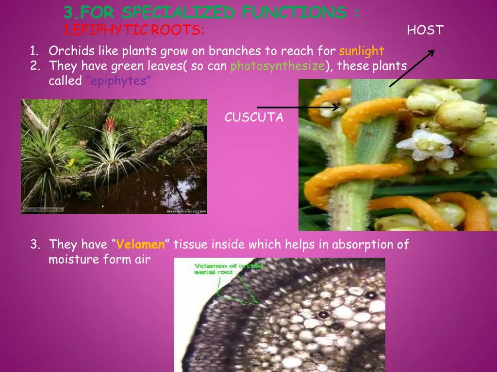 3 for specialized functions 1 epiphytic roots