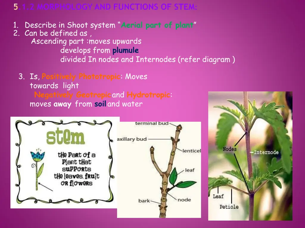 5 1 2 morphology and functions of stem