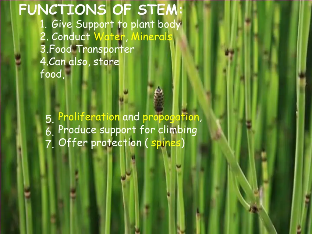 functions of stem 1 give support to plant body