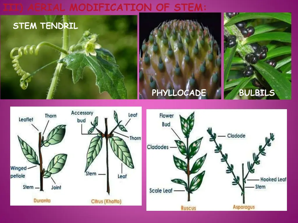 iii aerial modification of stem