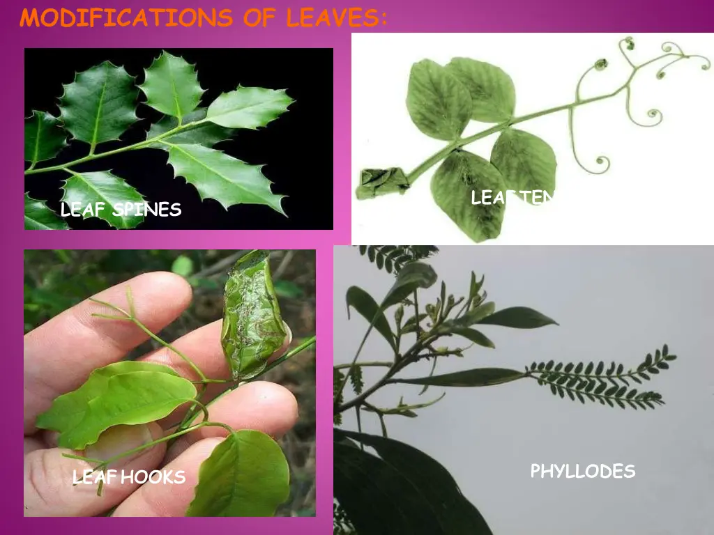 modifications of leaves