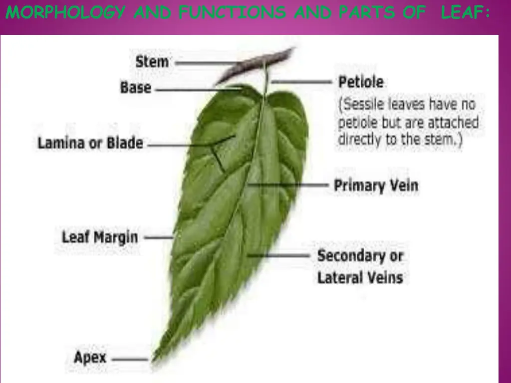 morphology and functions and parts of leaf