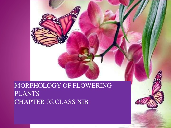 morphology offlowering plants chapter 05 class xib