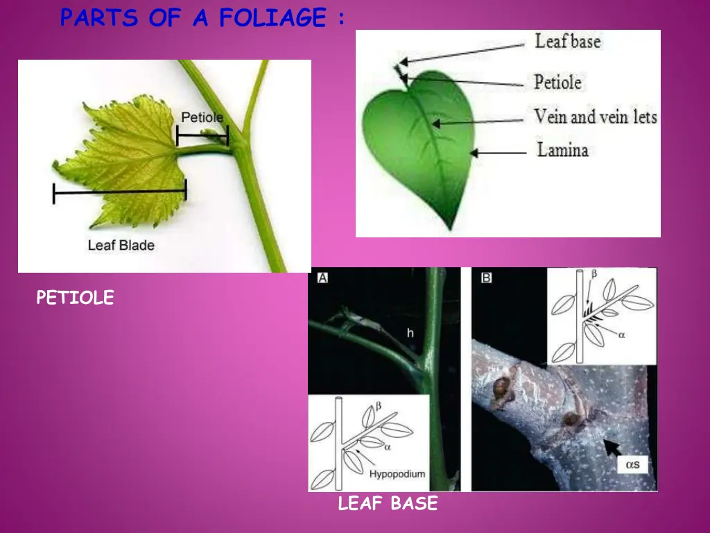 parts of a foliage