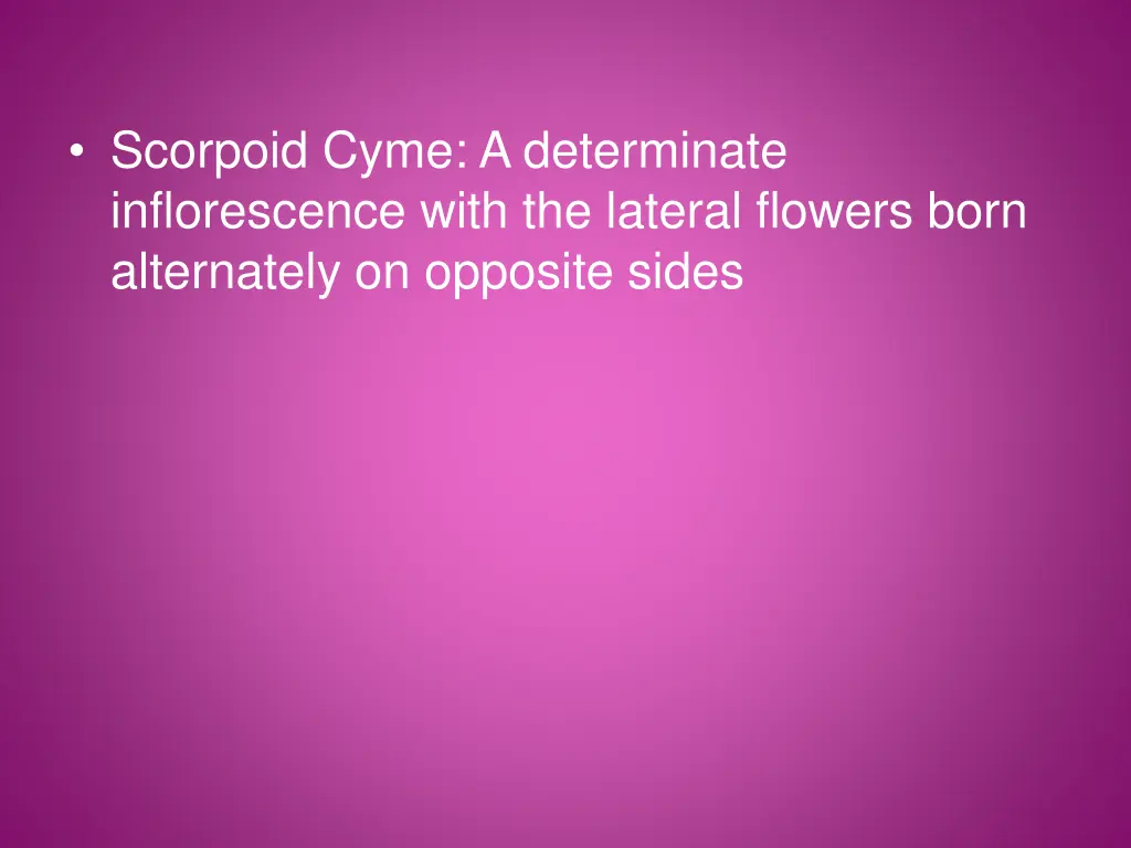 scorpoid cyme a determinate inflorescence with