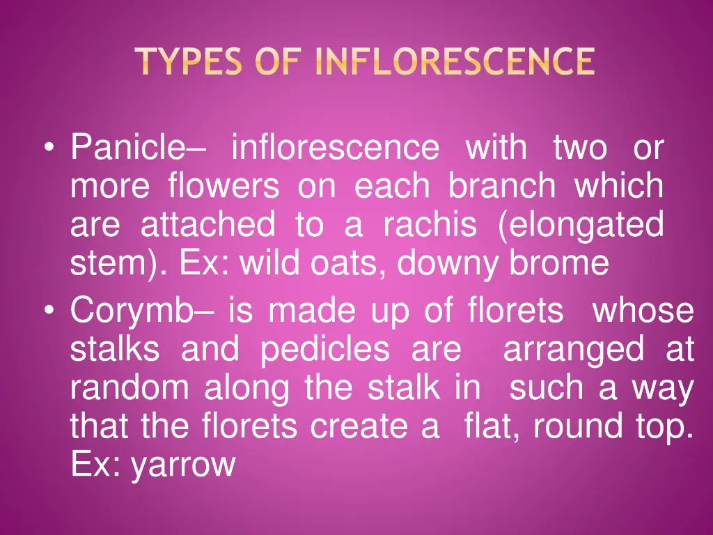 types of inflorescence 2