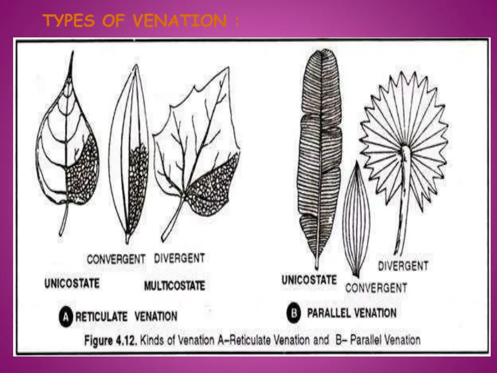 types of venation