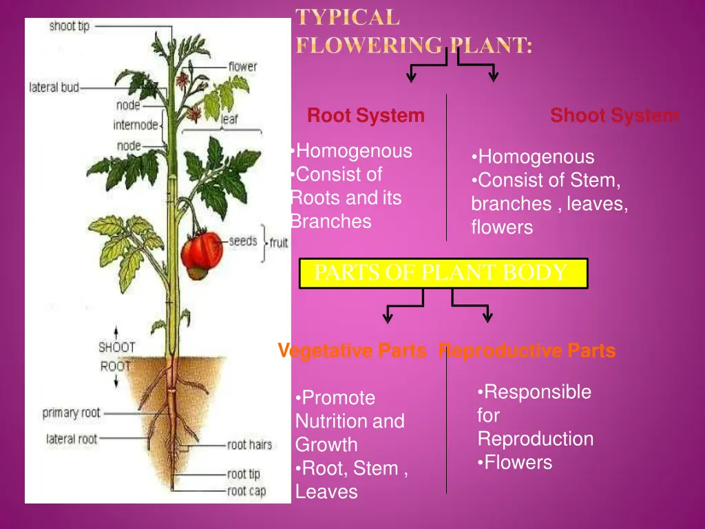 typical flowering plant