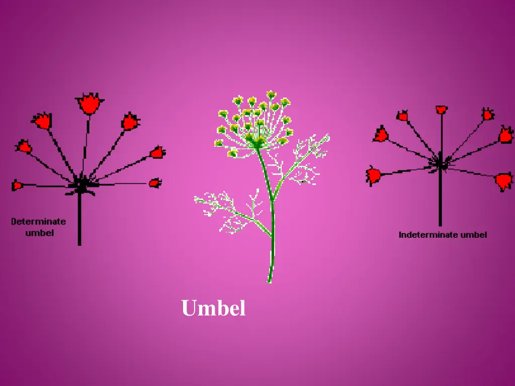 umbel