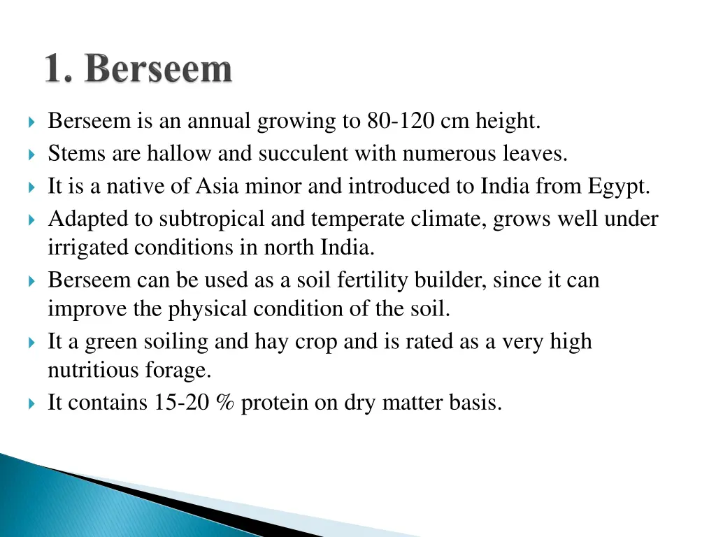 berseem is an annual growing to 80 120 cm height