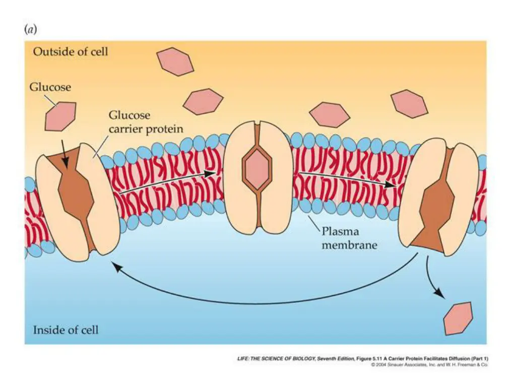 slide16